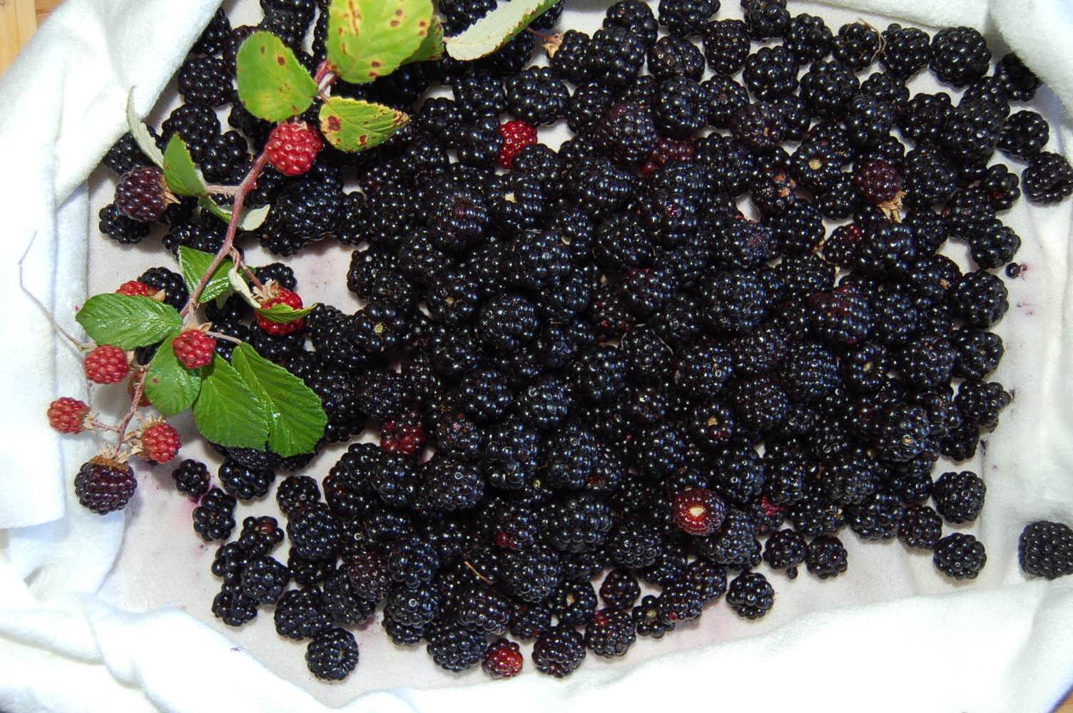 wild blackberries saluzzo benefits