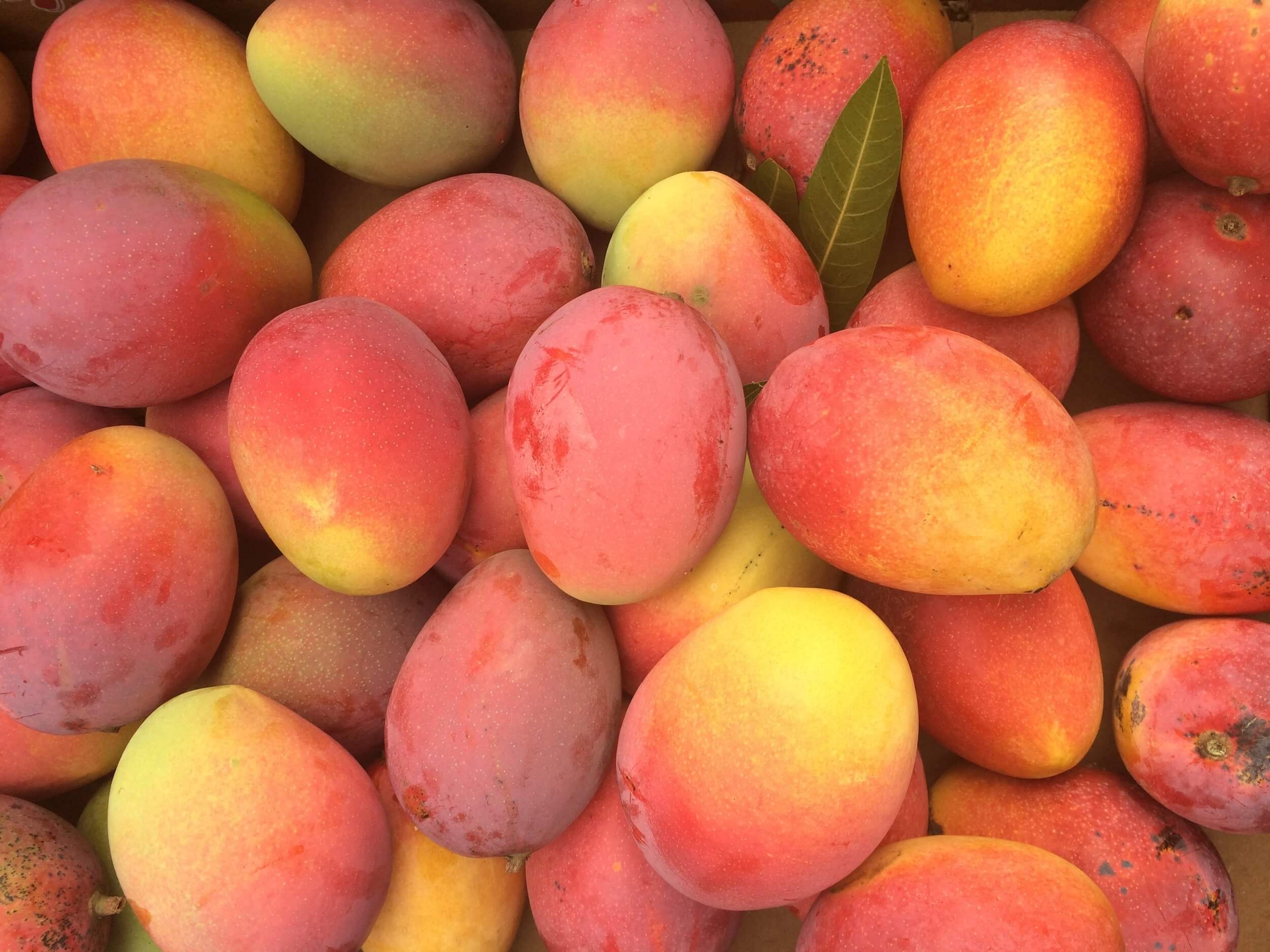 mango costa rica saluzzo exportacion