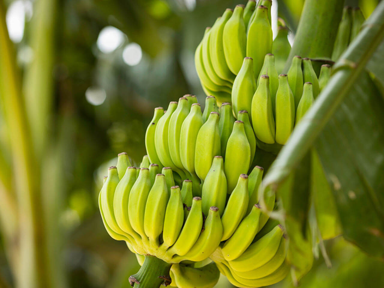 proveedores de banano congelado en Costa Rica