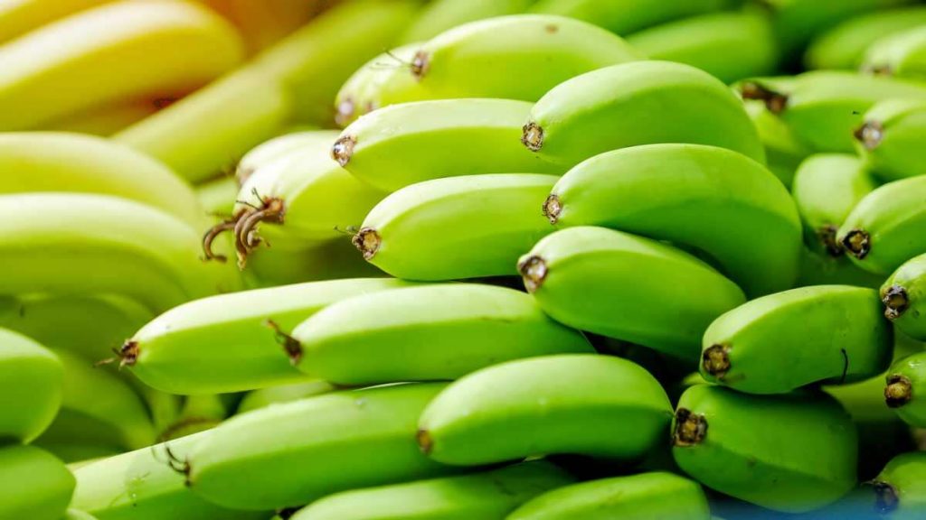 proveedores de banano congelado en Costa Rica