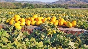 melón congelado en costa rica saluzzo prime freezing system