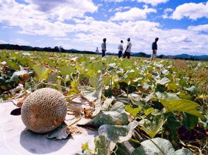 siembra melón costa rica congelado saluzzo