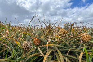 exports pineapple frozen iqf pfs