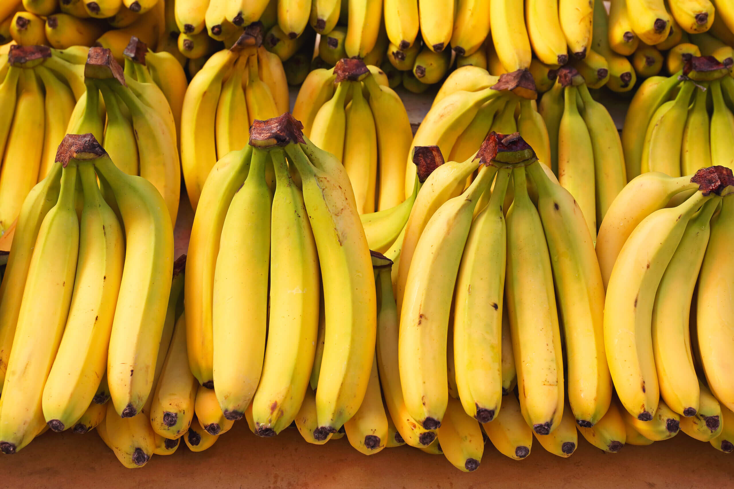 3 mejores variedades de banano costa rica best banana varieties
