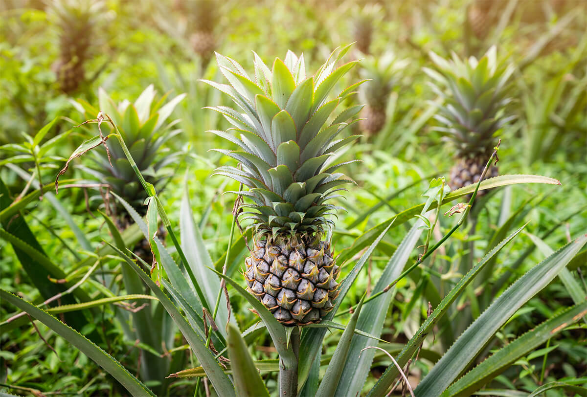 La Piña de Costa Rica saluzzo pineapple of costa rica
