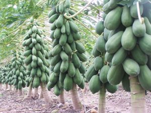 papaya congelada costa rica saluzzo iqf pfs