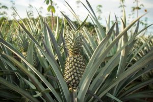 piña congelada en trozos reasons to eat pineapple