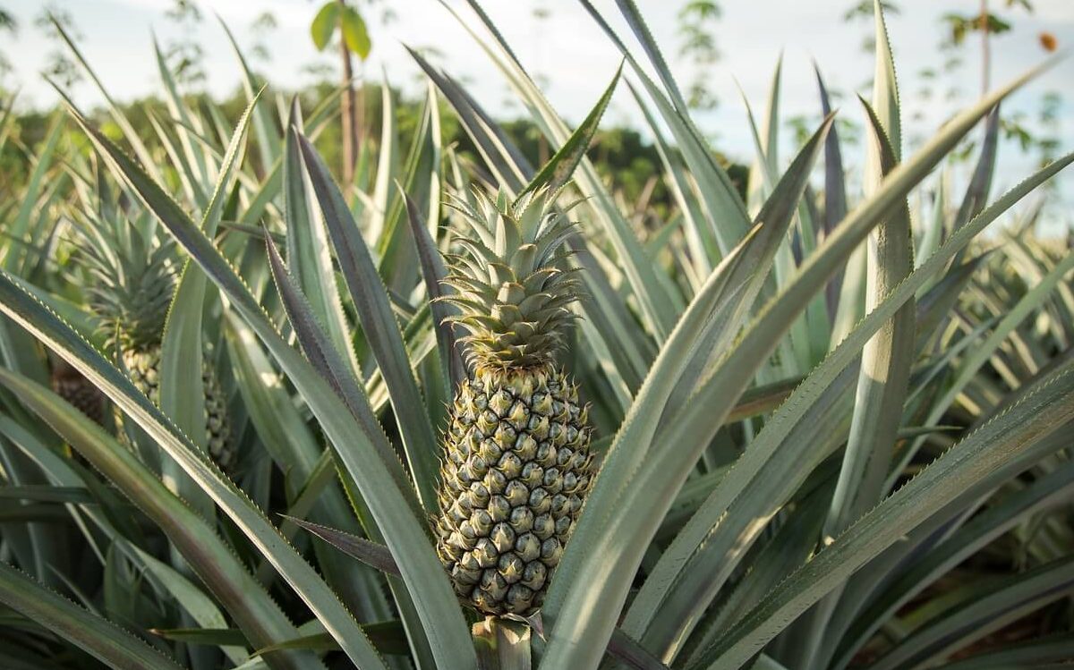 piña congelada en trozos reasons to eat pineapple