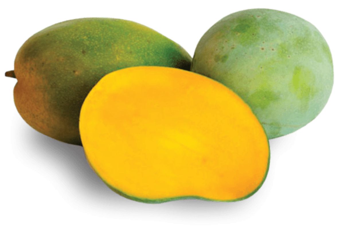 variedades de mango de Costa Rica congelado